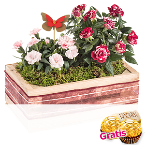 Rosige Grüße <br>im Kasten
