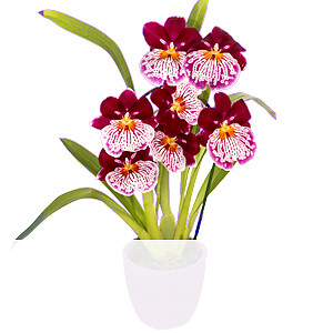 Inca Orchidee <br>im Topf