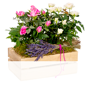 Rosa und weiße <br>Topfrosen