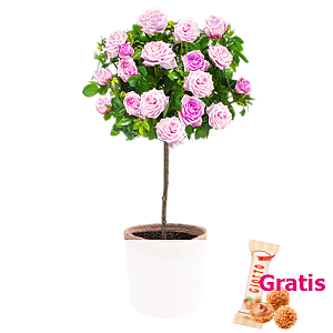 Rosa Rosen-<br>stämmchen