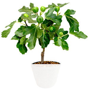 Feigenbaum <br>im Topf