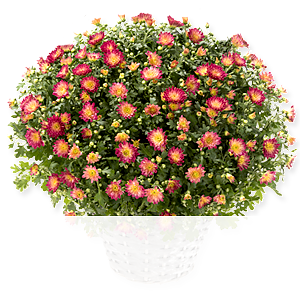 Rote Chrysanthemen <br>im Korb
