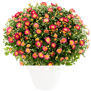Rote Chrysanthemen <br>im Korb