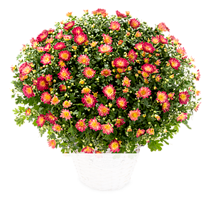 Rote Chrysanthemen <br>im Korb