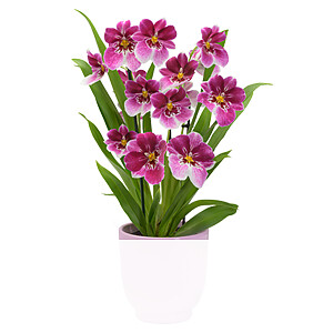 Inca Orchidee <br>im Topf