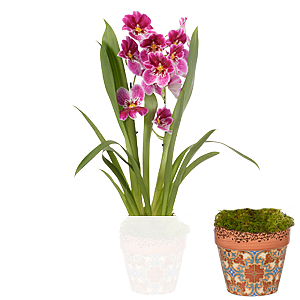 Inca Orchidee <br>im Topf