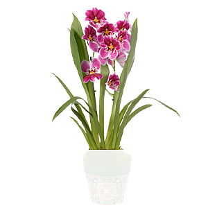 Inca Orchidee <br>im Topf