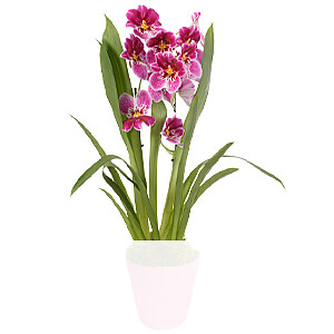 Inca Orchidee <br>im Topf