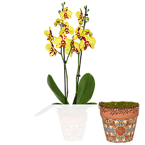 Tiger-Orchidee <br>im Topf
