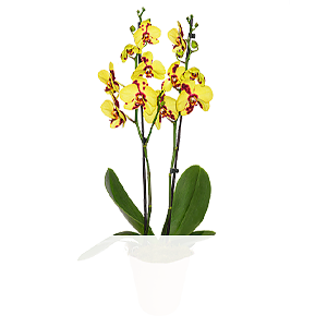 Tiger-Orchidee <br>im Topf