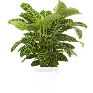 Calathea Zebrina