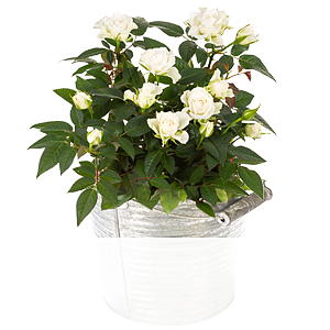 Weiße Rose im <br>Zinktopf