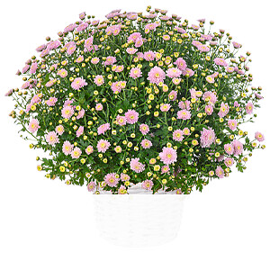 Rosa Chrysanthemen <br>im Korb