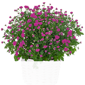 Pinke Chrysanthemen <br>im Korb