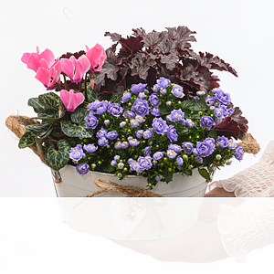 Arrangement <br>Gartentraum