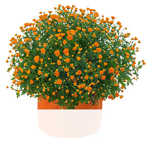 Orange <br>Chrysanthemen