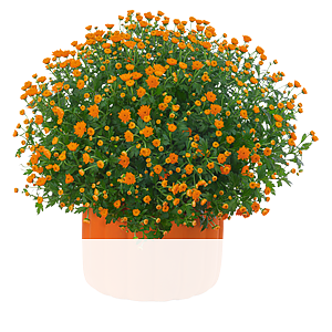 Orange <br>Chrysanthemen