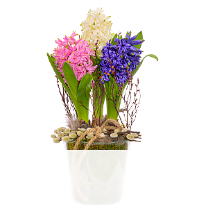 Hyazinthen <br>im Glas