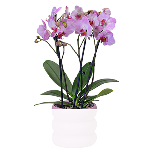 Rosa Orchidee <br>im Bubbly-Topf