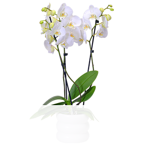 Weiße Orchidee <br>im Topf
