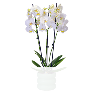 Weiße Orchidee <br>im Bubbly-Topf