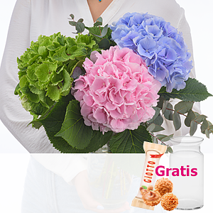 Hortensien mit <br>Eukalyptus