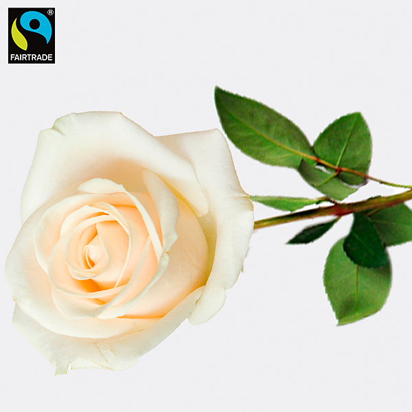 Weiße langstielige Fairtrade Rose in edler Verpackung